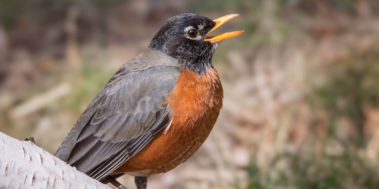 Birds react to wildfire smoke in very unexpected ways