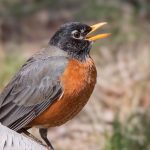Birds react to wildfire smoke in very unexpected ways