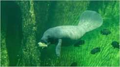 Tamil Nadu fisherman calls rescued dugong ‘golden child’ before letting it go