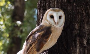 Climate change is pushing owls to hunt different prey 1
