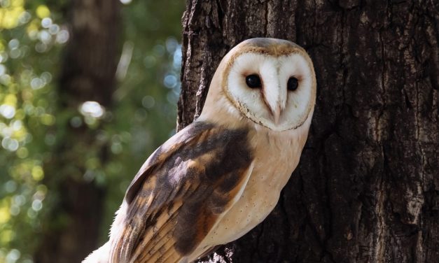 Climate change is pushing owls to hunt different prey