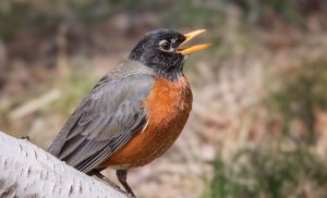 Birds react to wildfire smoke in very unexpected ways 1 Birds react to wildfire smoke in very unexpected ways 1