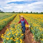 Common garden flower could become the next plant-based protein