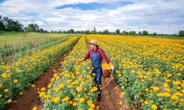 Common garden flower could become the next plant-based protein