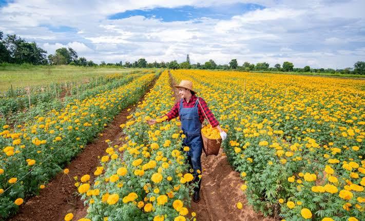 Common garden flower could become the next plant-based protein