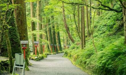 Japan’s 600-Year-Old Technique For Producing Wood Without Cutting Trees
