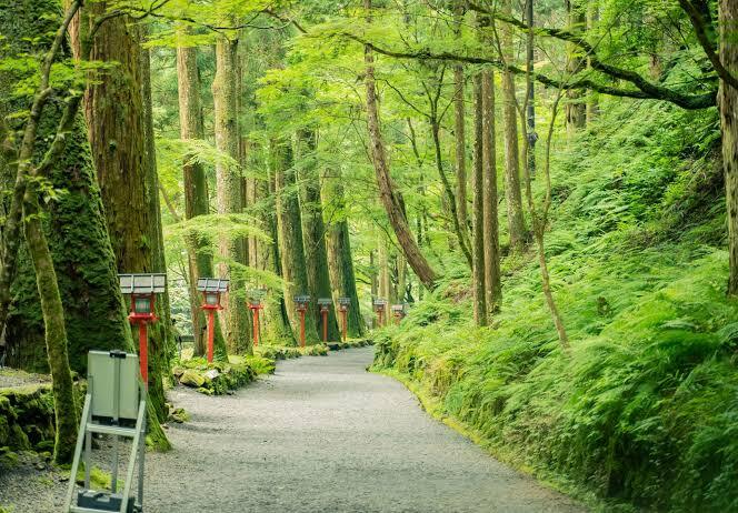 Japan’s 600-Year-Old Technique For Producing Wood Without Cutting Trees