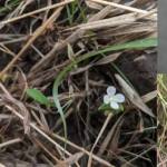 Meet Canscora agni, a new plant named to highlight the role of fire in the conservation of Indian Savannas