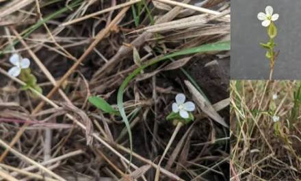Meet Canscora agni, a new plant named to highlight the role of fire in the conservation of Indian Savannas