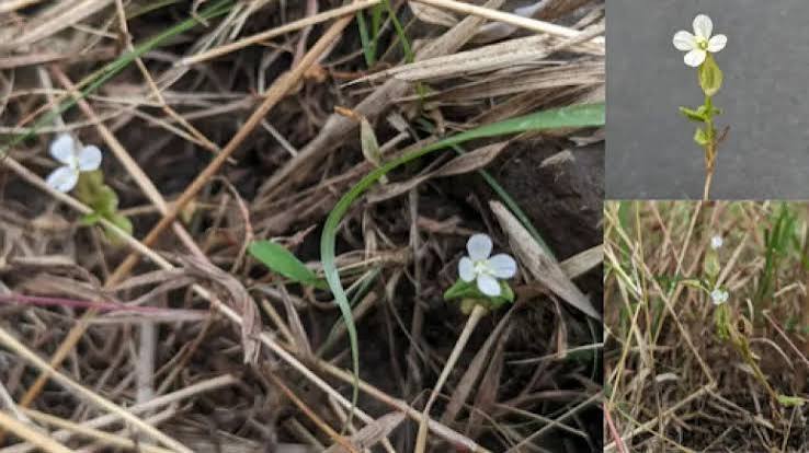 Meet Canscora agni, a new plant named to highlight the role of fire in the conservation of Indian Savannas