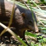 Endangered pygmy hogs released in India