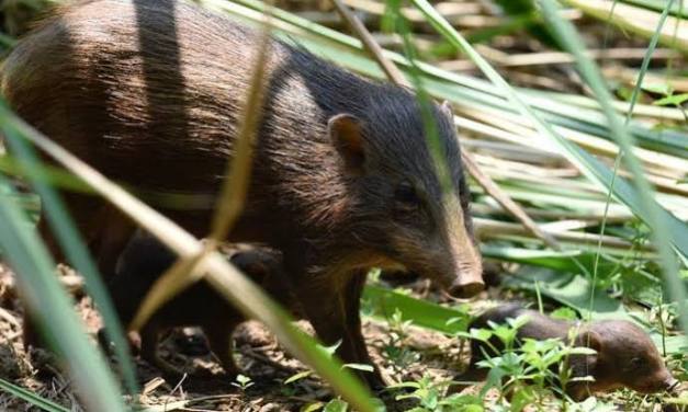 Endangered pygmy hogs released in India