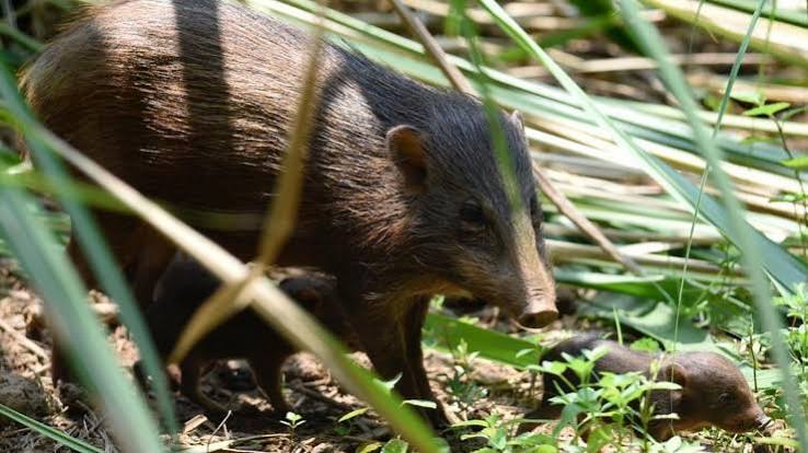 Endangered pygmy hogs released in India