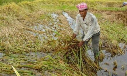 Before Weather Apps, Indian Farmers Read Birds And Insects To Predict Rain