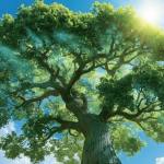 Trees keep absorbing carbon long after they stop growing