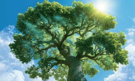 Trees keep absorbing carbon long after they stop growing