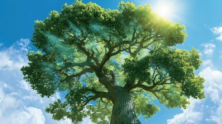 Trees keep absorbing carbon long after they stop growing