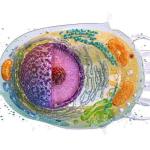 Scientists program human cells to make decisions like tiny computers