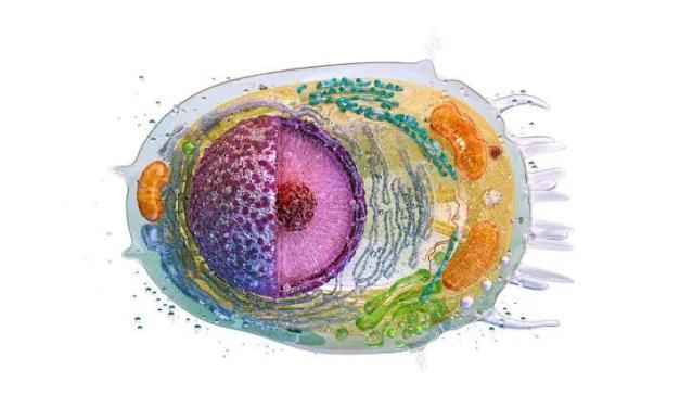 Scientists program human cells to make decisions like tiny computers