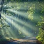 In 1982, Japan turned walking slowly through the woods into a public-health idea called forest bathing. Then it spent decades studying what forests really do to stress, the heart, and the body