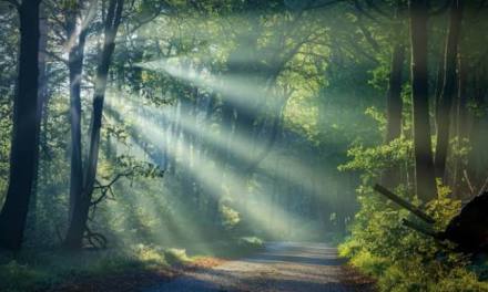 In 1982, Japan turned walking slowly through the woods into a public-health idea called forest bathing. Then it spent decades studying what forests really do to stress, the heart, and the body