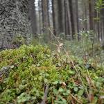For 37 years researchers heated a patch of forest floor to see what climate change would do to the soil — and the carbon everyone assumed was locked away started leaking out on schedule