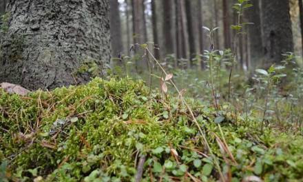 For 37 years researchers heated a patch of forest floor to see what climate change would do to the soil — and the carbon everyone assumed was locked away started leaking out on schedule