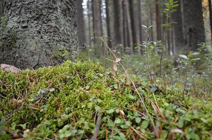 For 37 years researchers heated a patch of forest floor to see what climate change would do to the soil — and the carbon everyone assumed was locked away started leaking out on schedule