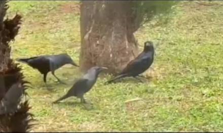 Nilgiris researchers document rare crow ‘anting’ ritual