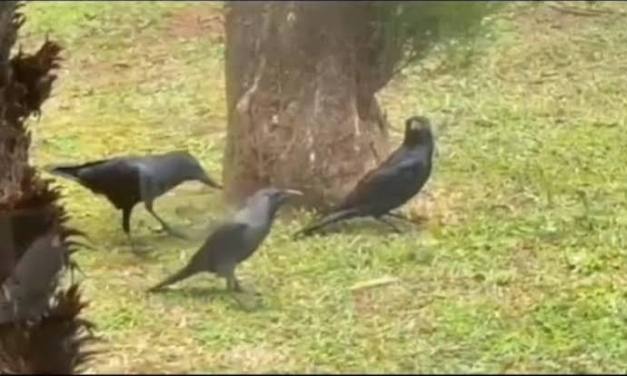 Nilgiris researchers document rare crow ‘anting’ ritual