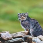 “It’s as secretive as a ghost, so secretive that, prior to 2012, it had never been photographed.” When India’s grumpiest cat moved into a house, the family moved out