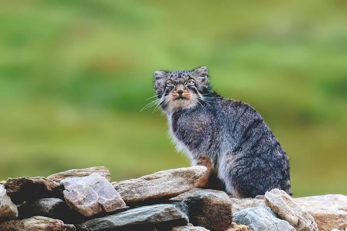 “It’s as secretive as a ghost, so secretive that, prior to 2012, it had never been photographed.” When India’s grumpiest cat moved into a house, the family moved out
