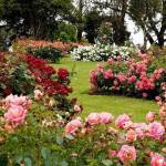 5 Best Rose Varieties To Grow During The Monsoon For A Colourful, Fragrant Garden