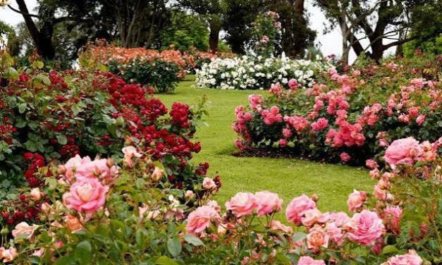 5 Best Rose Varieties To Grow During The Monsoon For A Colourful, Fragrant Garden