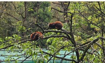 Born After 7 Years, Sikkim’s Red Panda Cubs Are Thriving, Can Be Adopted Now