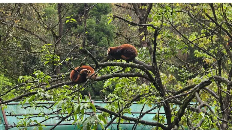 Born After 7 Years, Sikkim’s Red Panda Cubs Are Thriving, Can Be Adopted Now