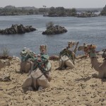 China, Arab states launch a five-year action plan to combat drought, desertification and land degradation