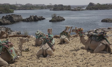China, Arab states launch a five-year action plan to combat drought, desertification and land degradation