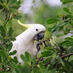Birds masturbate more in the wild than in captivity