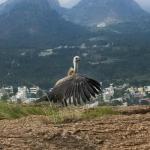 Critically endangered Indian Vulture rescued and released