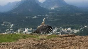 Critically endangered Indian Vulture rescued and released 1