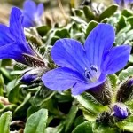 This Himalayan Flower Returned To India After 158 Years