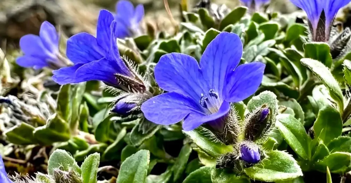 This Himalayan Flower Returned To India After 158 Years