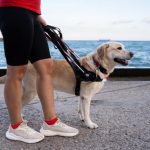 Every owner trains their dog to listen, but some of that ability may already be wired in
