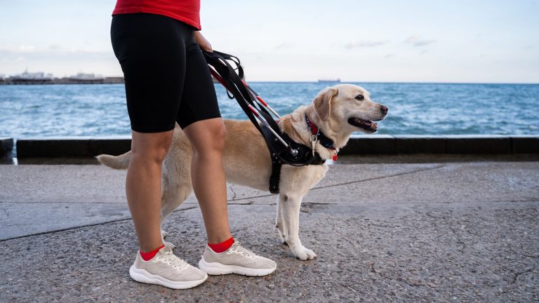 Every owner trains their dog to listen, but some of that ability may already be wired in