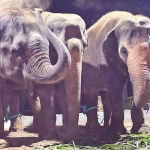 World Elephant Day: TN focuses on reducing human-elephant conflict