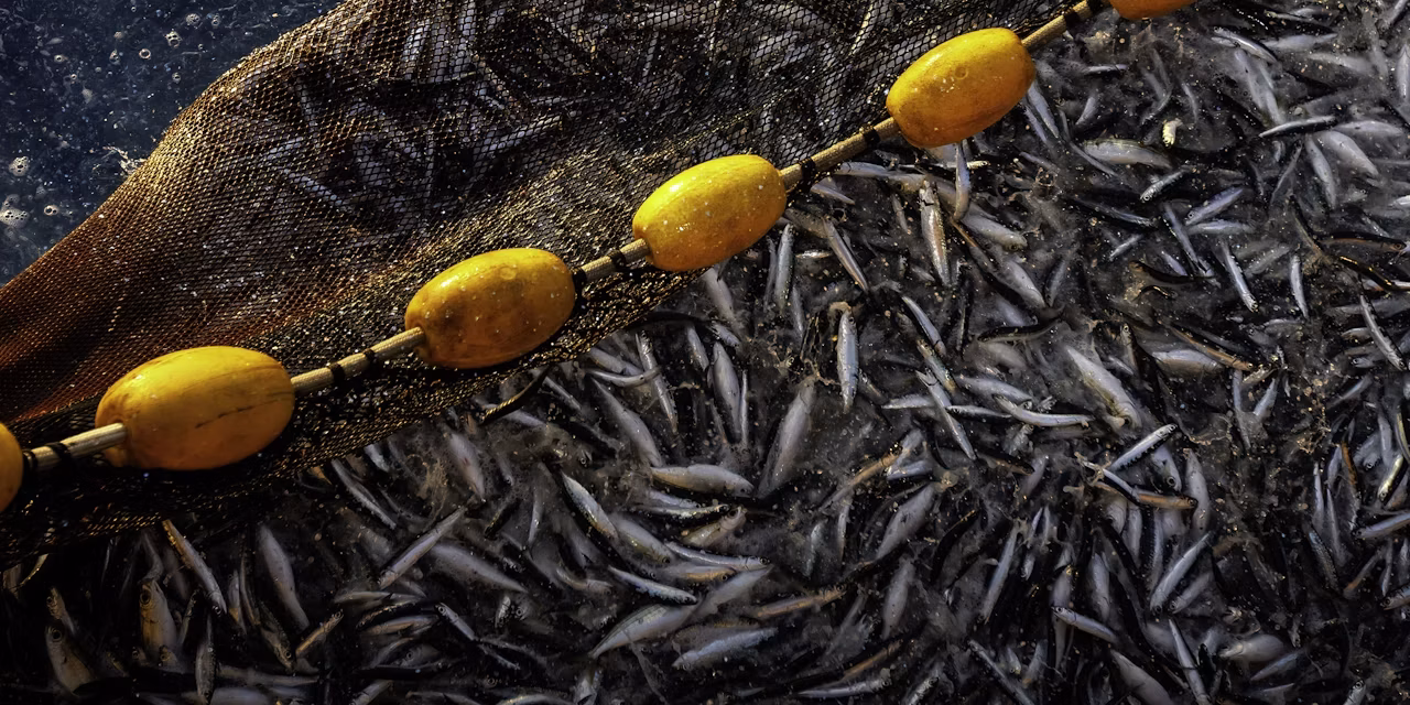 Climate change may halve omega-3 fatty acids in fish and organisms they eat