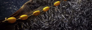 Climate change may halve omega-3 fatty acids in fish and organisms they eat 1 Climate change may halve omega-3 fatty acids in fish and organisms they eat 1