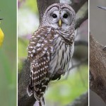 The Second Flight: How Award-Winning Photographer Hal Moran Found God in the Birds