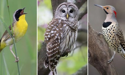 The Second Flight: How Award-Winning Photographer Hal Moran Found God in the Birds